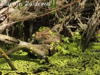 Meerkikker [Pelophylax ridibundus]
